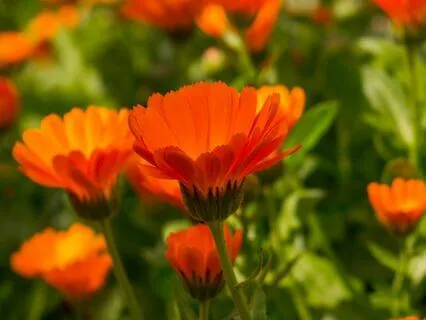 Pep Talk: Trust Your Bloom, Honor Your Wilt