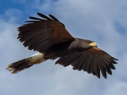 The Ultimate Viewpoint: Perception Of The Hawk