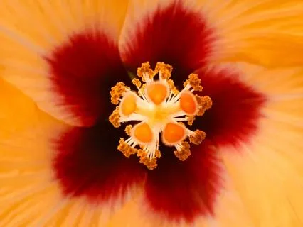 Wholeness Wholeness Wholeness