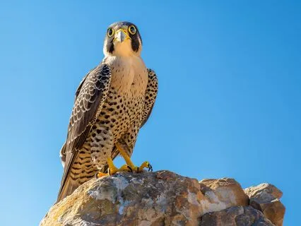 Peregrine Falcon: A Journey Of Confidence And Calm