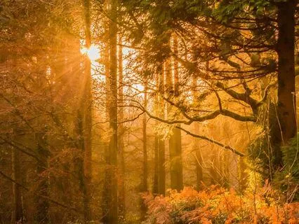 Perfect Morning Dawn - Music To Start Your Day Peacefully