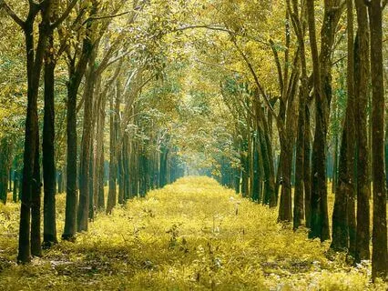 Perfect Morning - Music To Start Your Day Peacefully