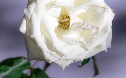 "Perfect Morning" - Relaxing Crystal Singing Bowl Melody