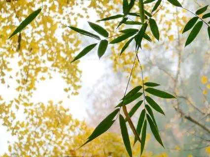 PeriMenopause: A Gentle Reminder From Your Voice