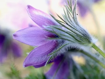 Permetre les Emocions - Meditació 