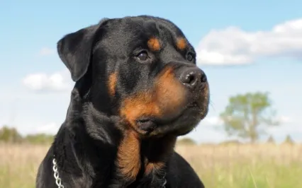 Permission To Be Human: Healthy Boundaries To Protect Energy