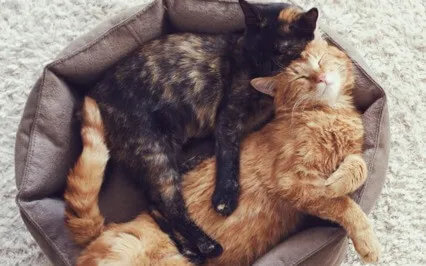 Permission To Be Human: Suspend Judgment & Ignite Compassion