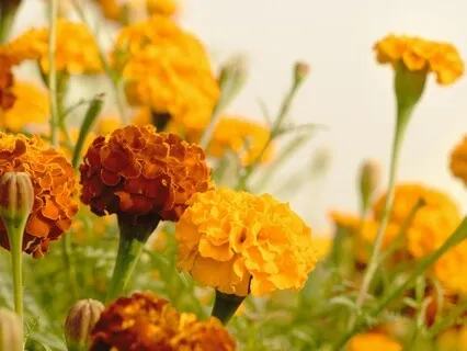 Permission To Create