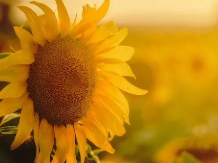 Permission To Feel Joy