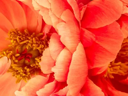 Permission To Feel Pleasure