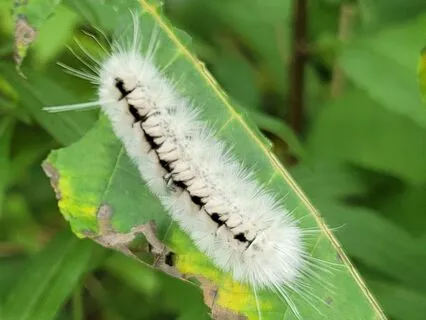 Perpetual New Moon Ceremony Meditation