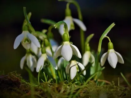 Persephone And Demeter, Goddesses Of Life And Death
