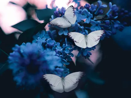 Persian Poetry: Attar Neishabouri: The Tale Of Three Butterflies