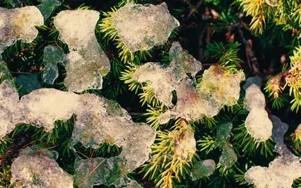 Persistent Heartbreak 