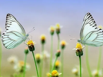 Personal Transformation: Becoming One With Love - Heart Activation