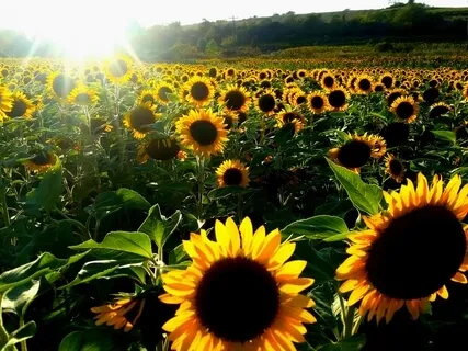 Personal Value ~ Serenity Wellness Podcast E59