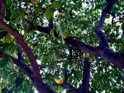 Personal Values Affirmations