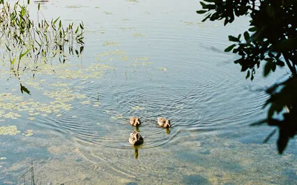 Perspective And Opposition