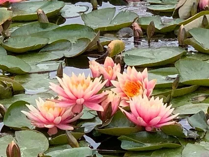 Perspective For Equanimity