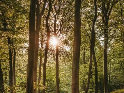 PESHMA Channeled Forest Meditation To Meet Your Higher Self