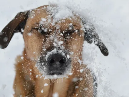 Pet Centered Support 