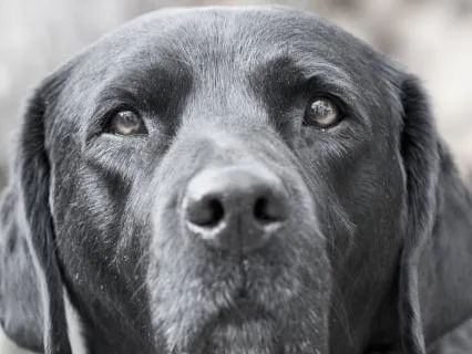 Pet Grief And Eternal Connection: When Love Does Not Leave