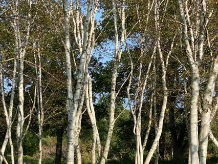 Pet Loss Grief: How To Cope And Heal