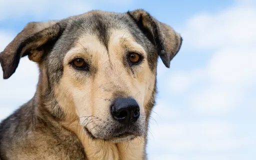 Pet Loss |  Reflections #2 The Message