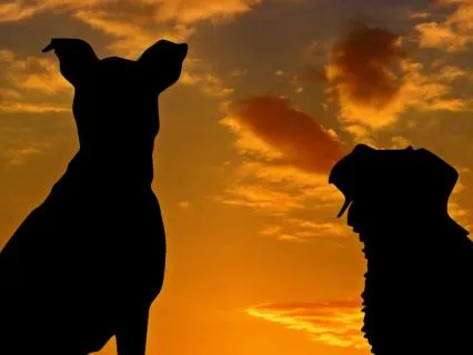 Pet Loss Reunion: Connect With Your Dog In Spirit