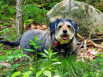 Pet Loss: Love And Healing