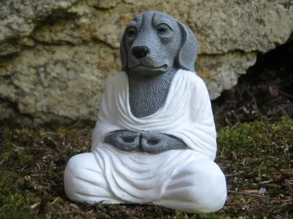 Pet Meditation
