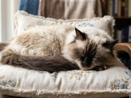 Pet Parent Calm Reset: Widen Your Awareness