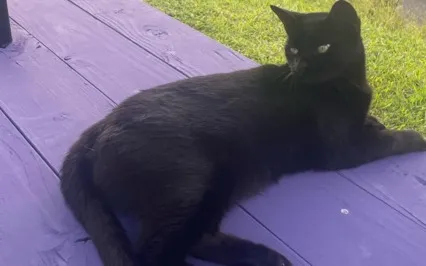 Pet Perfect Health Healing Meditation