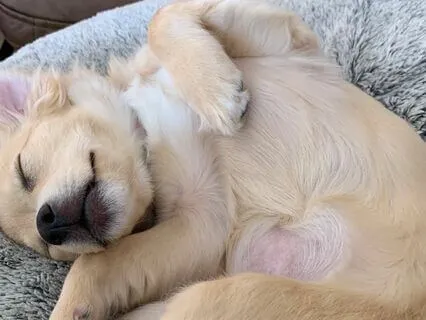 Peter Piper Picked A Peck Of Pickled Peppers