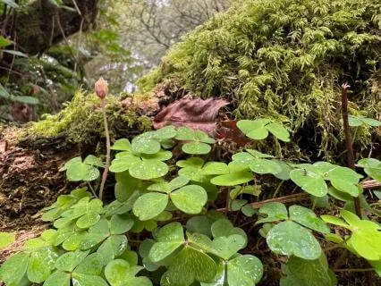 Petrichor (Meditative Song)