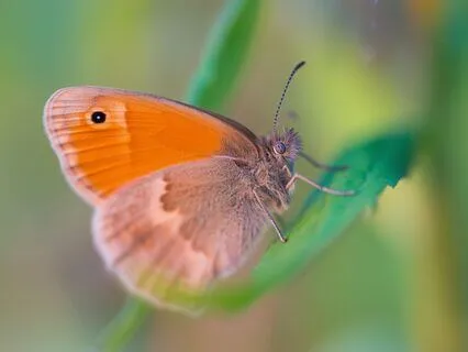 Phantoms Of The Ether