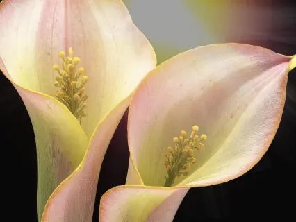 Phase 2: Viloma I Breath Practice And Sound Healing