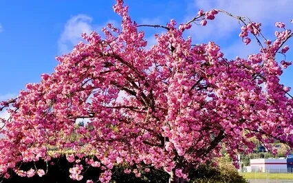 Philippians 4:7-9 - Think On These Things