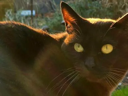 Phoebe's Purr - 30 Mins Of A Purring Cat