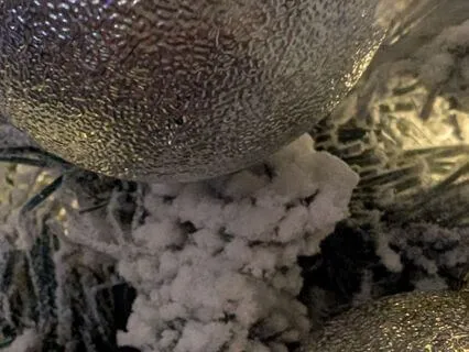 Phoenix With Strings