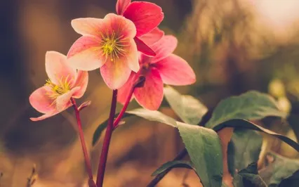 Physical Healing (Healing) Morning Meditation