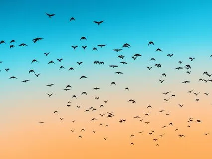 Complete Relaxation: Birds, Water, And Theta Waves