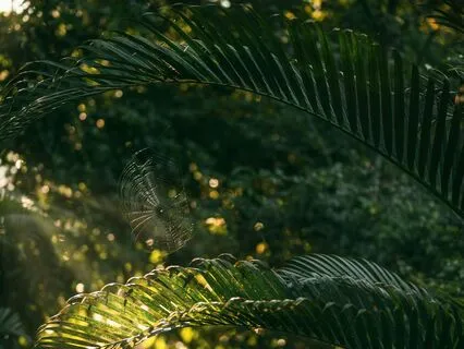 Physiological Sigh Stress Release Breathing