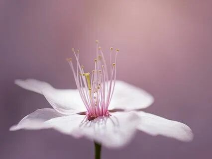 Pia Ma |  Being In The Here-Now moment