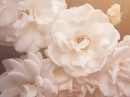 Pia Ma | Temple Meditation