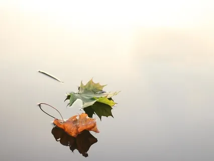 Piano and Nature Duet