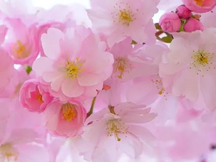 Piano Japón | Música curativa | Dormir, ansiedad, insomnio