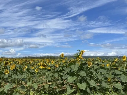 Piano Meditation 131