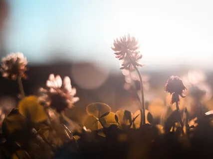 Piano Meditation 19