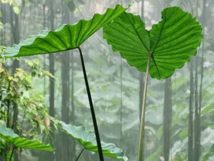 Piano Meditation With Healing Rainfall